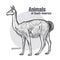 Animals of South America Guanaco.