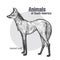 Animals of South America Maned Wolf.