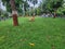 Animals Statue In Garden grass field