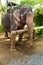 Animals In Thailand. Thai Elephant With Rider Saddle. Travel Asia