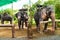 Animals In Thailand. Thai Elephants With Ride Saddles. Travel, T