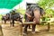 Animals In Thailand. Thai Elephants With Ride Saddles. Travel, T