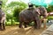 Animals In Thailand. Thai Elephants With Ride Saddles. Travel, T