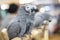 Animals - Three gray African parrots