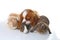 Animals together. Real pet friends. Rabbit dog guinea pig animal friendship. Pets loves each other. Cute lovely cavalier