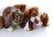 Animals together. Real pet friends. Rabbit dog guinea pig animal friendship. Pets loves each other. Cute lovely cavalier