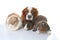 Animals together. Real pet friends. Rabbit dog guinea pig animal friendship. Pets loves each other. Cute lovely cavalier king char