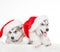 Animals. Two puppies Husky white isolated, Christmas hat