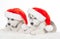 Animals. Two puppies Husky white isolated, Christmas hat