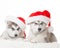 Animals. Two puppies Husky white isolated, Christmas hat