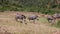 Animals walking on meadow, green shrubs in background. Herd of zebras in natural environment. Safari park, South Africa