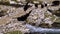 Animals walking on a stone bridge