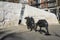 Animals in War Memorial in London