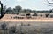 Animals at a waterhole in the Kruger Park