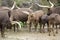 Animals watusi