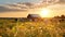 animals on wild field at sunset ,dog and cows on summer floral field