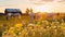 animals on wild field at sunset ,dog and cows on summer floral field,