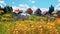 animals on wild field at sunset ,dog and cows on summer floral field,