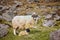 animals in the wild, goat and little goat. Irish livestock. Sustainable farmming