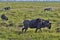 Animals in the wild. Wildebeests and zebras calmly graze