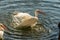 Animals in Wildlife - White Egrets