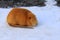 Animals in winter. Cute Nutria with long yellow fur, otters, and marsh beavers eat in the snow. Water rat, muskrat sits on the