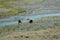 Animals yaks near the source of the river on the path of the sacred bypass of Mount Kailas