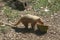 The animals of the zoo, the Coati, a mammal belonging to the Procionid family