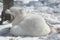 Animated Arctic Fox In Winter Environment