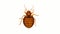 Animated clip of a bed bug on a white background