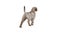 Animated Dog, animated 3D moving model, rotating, Full HD