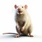 Animated Exuberance: Darkly Comedic White Rat 3d Render