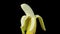Animated footage of a half peeled banana turning against black background