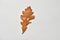 Animated funny oak autumn leaves on white background
