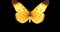 Animated Golden Brown Butterfly Who Moves Its Wings