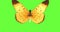 Animated Golden Brown Butterfly Who Moves Its Wings on a Green Screen