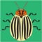 Animated insect Colorado potato beetle