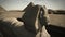 Animated Sphinx at the Giza platform, Egypt 4K