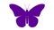 Animated violet butterfly flaps wings. Looped video.