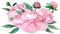 Animated watercolor pink peony. Bouquet with flowers and leaves appears from center screen.