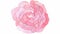 Animated watercolor pink rose. Flower appears from center screen.