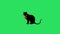 Animation black cat on green background.