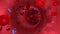 Animation of bloodstream with blood cells and flu viruses