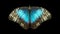 Animation blue butterflies flying on black background.