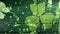 Animation of clovers falling with light green clover leaf on background