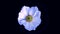 Animation flying of realistic flowers buds on black background. Seamless animation of colorful flower motion graphic