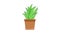 Animation forms an aloe vera plant icon