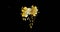 Animation of gold flowers over white stars moving on black background