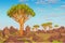 Animation landscape: a dragon blood tree, African valley, the cloudy sky.