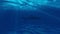 Animation of ocean underwater with fish